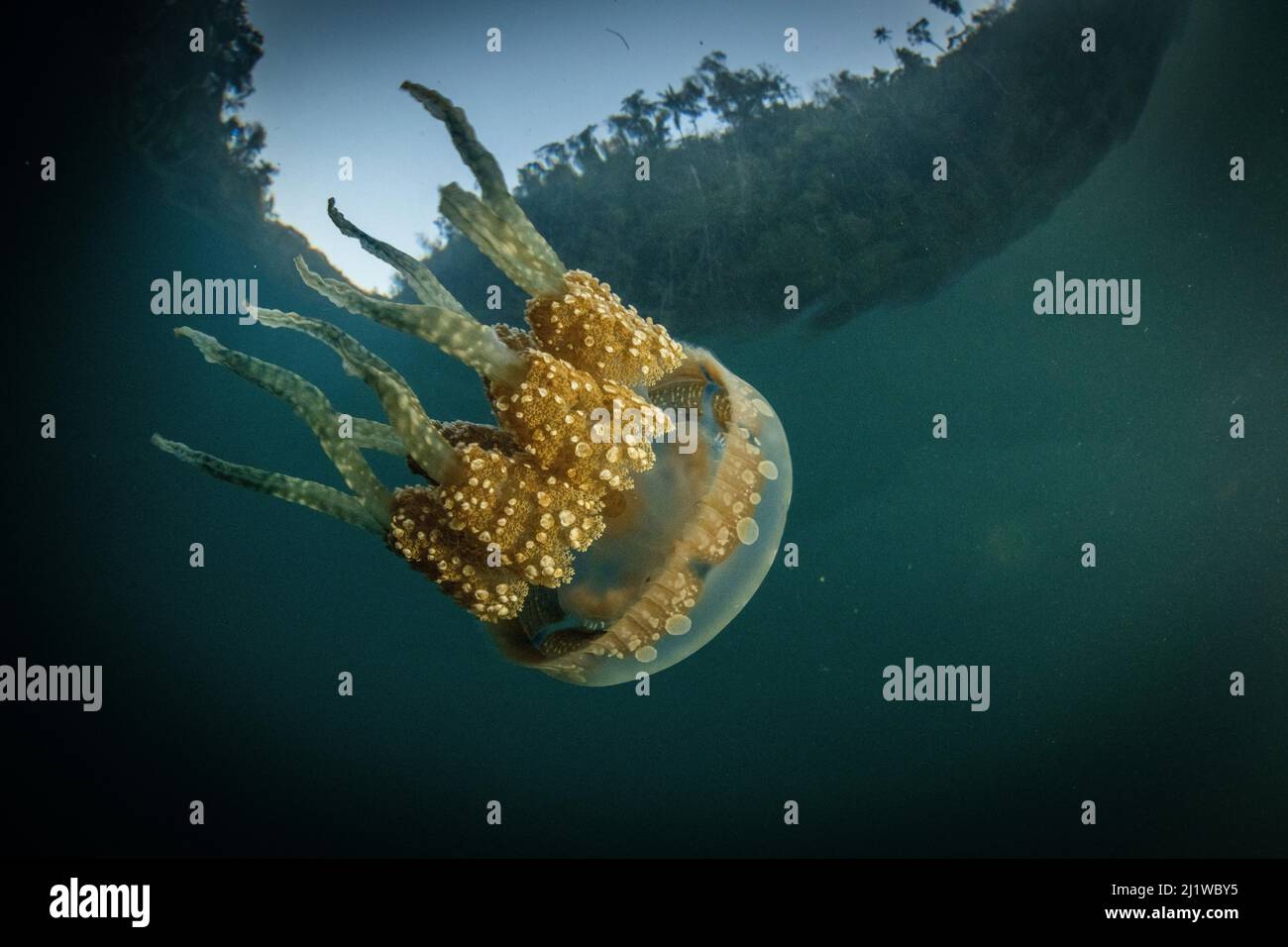 Gelee (Mastigias papua) schwimmt in einer geschützten Bucht in Raja Ampat, West Papua, Indonesien. Pazifischer Ozean. Stockfoto