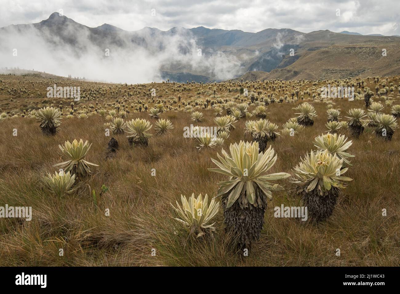 Feld von Paramo Blume / frailejones (Espeletia pycnophylla), Hochland Paramo, Nord-Ecuador. Stockfoto