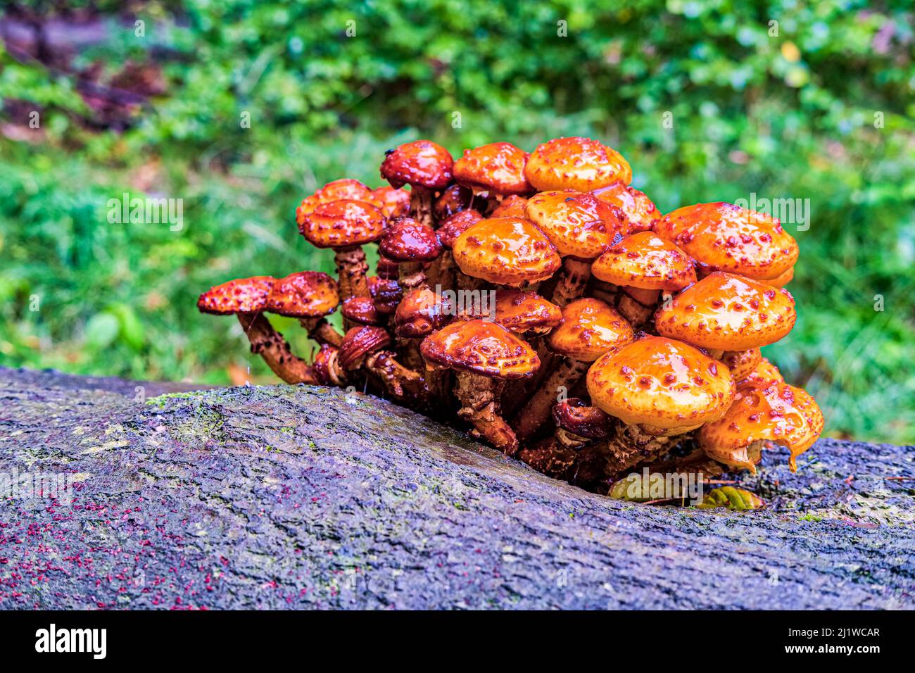 Ein Haufen Pilze wächst auf einem faulen Baum im Nationalpark Sächsische Schweiz. Stockfoto