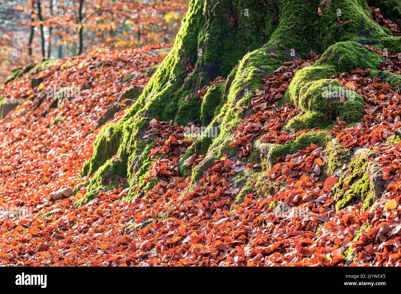 Farbenfrohe Blätter umgeben im Herbst den moosigen Stamm einer Buche im Nationalpark Sächsische Schweiz. Stockfoto