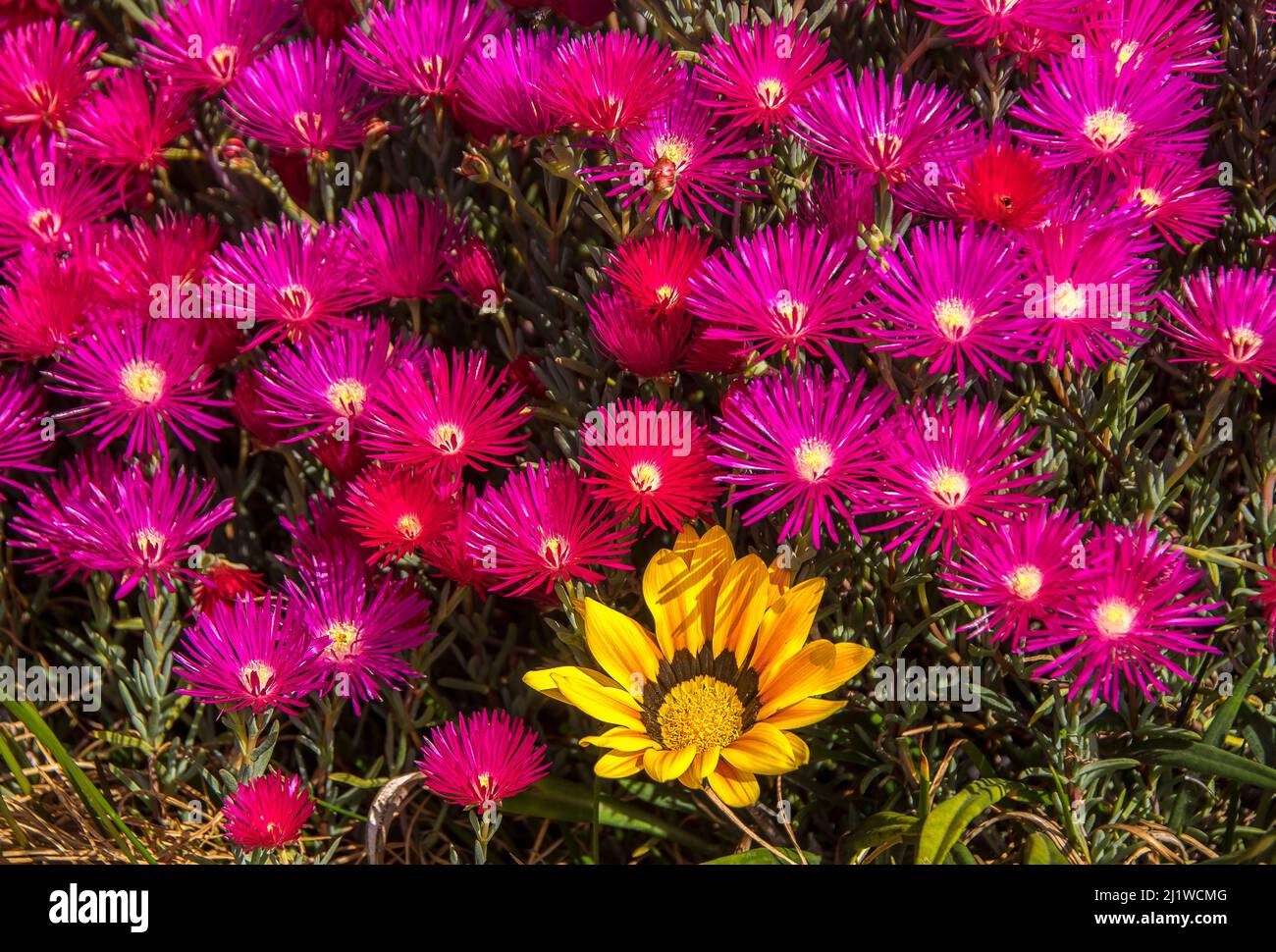 Leuchtend rosafarbene Blüten von saftigem pigface, Carpobrutus glaucescens, die einzelne hellgelbe Gazania asteraceae umgeben, im australischen Garten. Stockfoto