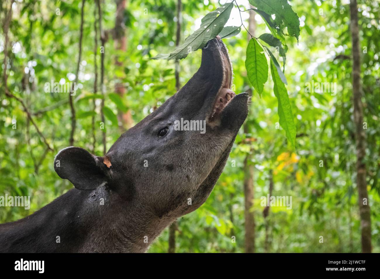 Baird's Tapir (Tapirus bairdii) beim Blättern, im Regenwald, im Corcovado National Park, Costa Rica. Gefährdet. Stockfoto