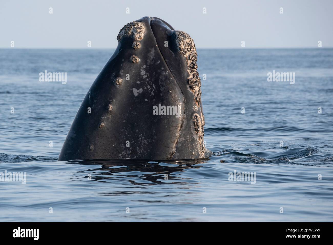 Der Kopf eines Nordatlantikwals (Eubalaena glacialis) taucht aus dem Wasser, Golf von St. Lawrence, Kanada, auf. Juli. Stockfoto