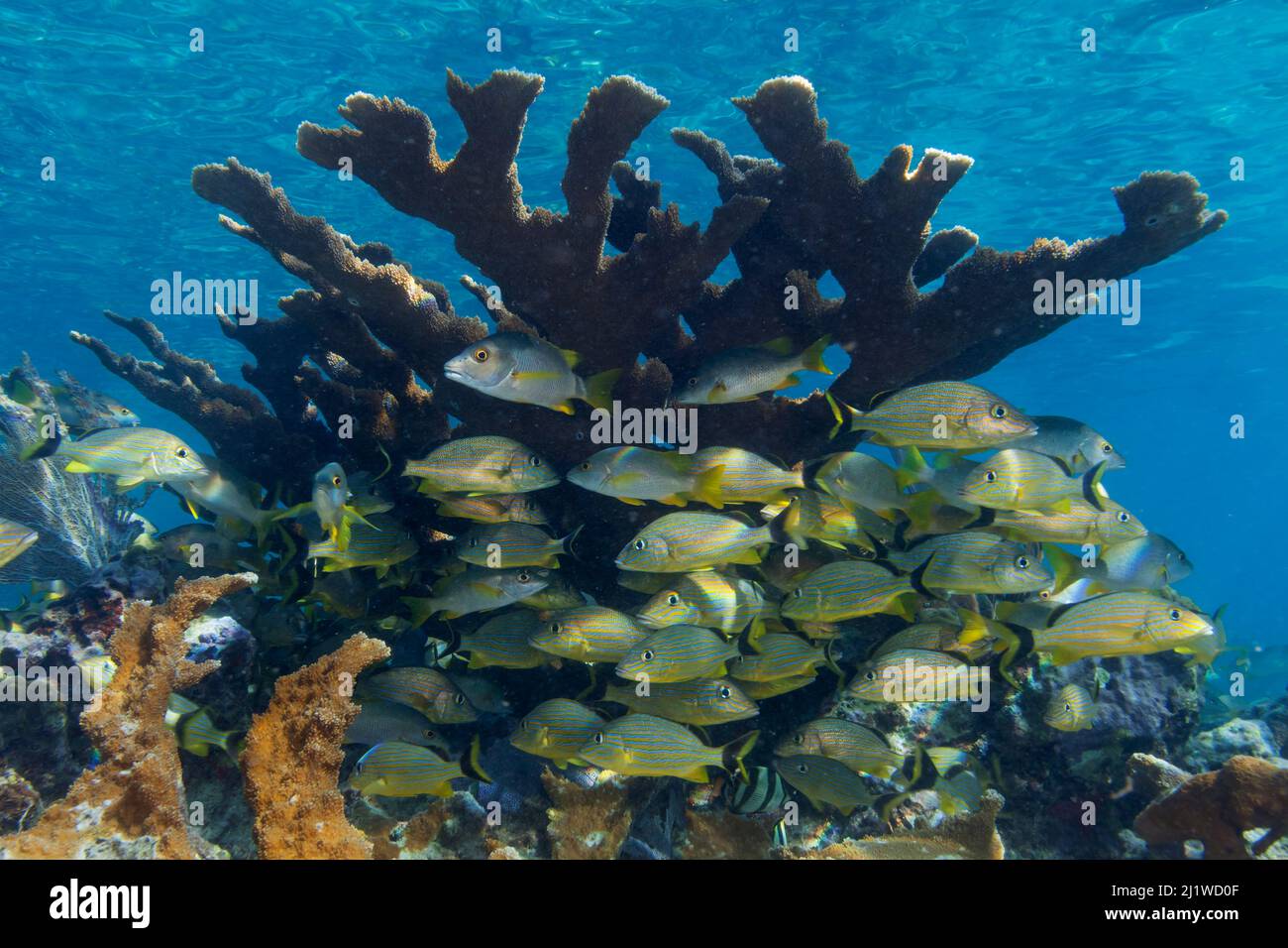 Schoolmaster Snapper (Lutjanus apodus) und Bluestriped Grunt (Haemulon sciurus) suchen Schutz in Elkhorn Coral (Acropora palmata), Jardines de la Stockfoto