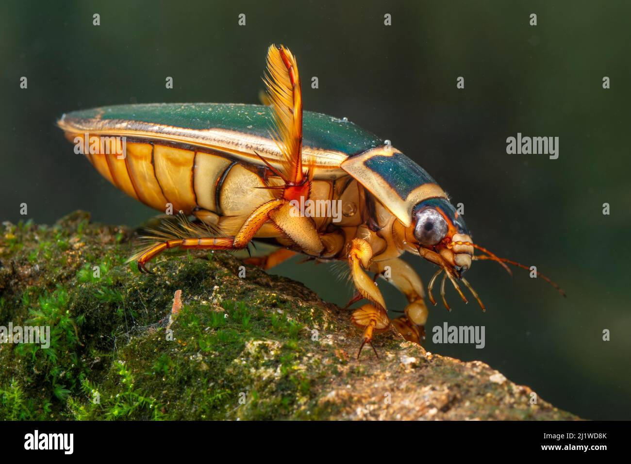 Großer Tauchkäfer (Dytiscus marginalis) männlich, Europa, August, kontrollierte Bedingungen Stockfoto