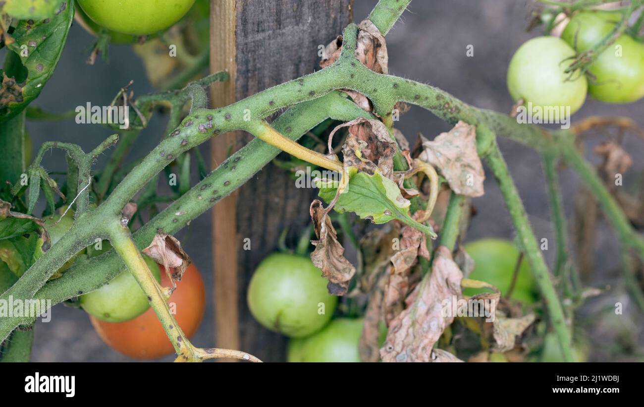 Tomatenblut auf Blattwerk. Pilzproblem Phytophthora infestans und ist Krankheit, die Spotting auf späten Tomatenblättern verursacht. Stockfoto