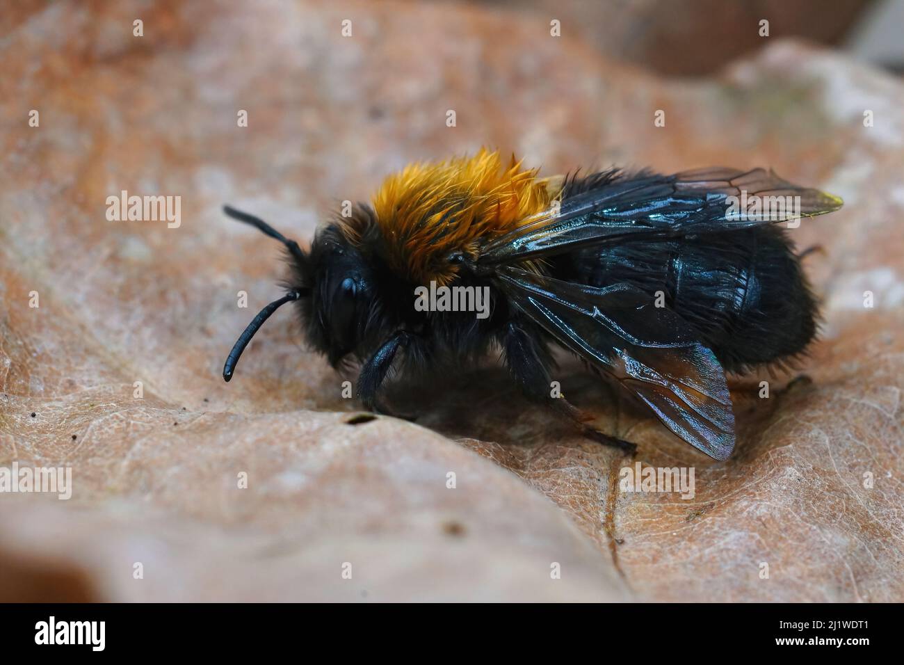 Detaillierte Nahaufnahme einer bunten, haarigen, weiblichen Clarke-Bergbaubiene, Andrena clarkella auf einem getrockneten Blatt Stockfoto