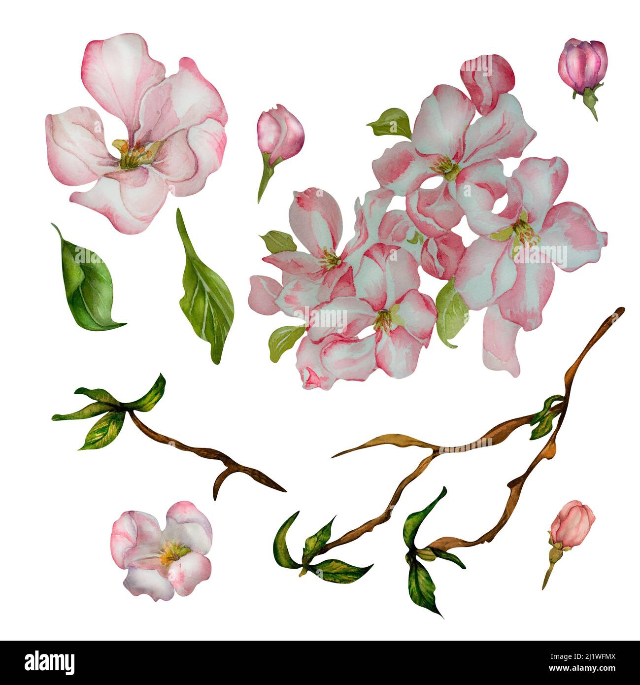 Frühlingskirsche, Apfel blühende Blumen, Zweig der Baum Aquarell-Illustration auf weißem Hintergrund. Handbemalte Zweige von Sakura, Knospen, Blütenbaum wi Stockfoto