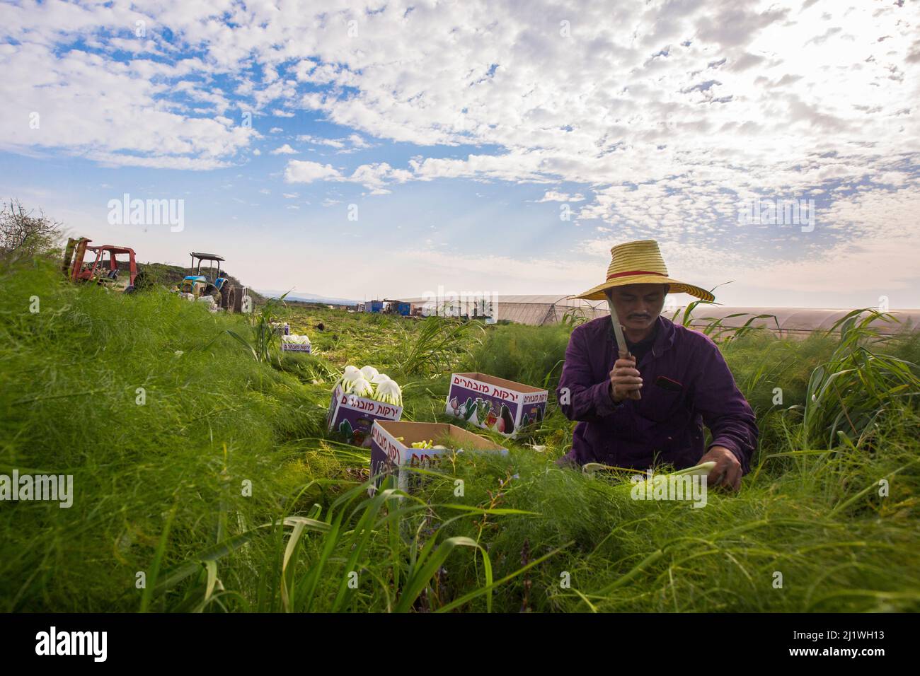 Thailändische Migrantenarbeiten pflücken Kohlrabi in einem Feld auf einem Kibbuz, der in israel fotografiert wurde Stockfoto