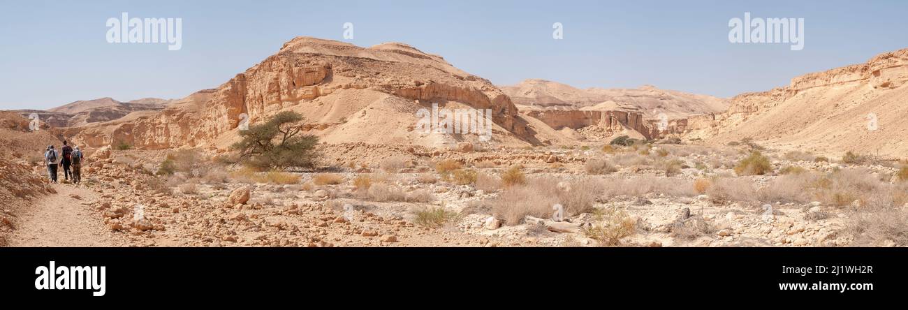 Einsame Akazienbäume in der Negev-Wüstenlandschaft fotografiert am Wadi Peres Ein saisonales Flussbett in der Nördlichen Easter-Negev-Wüste an der Südgrenze Stockfoto