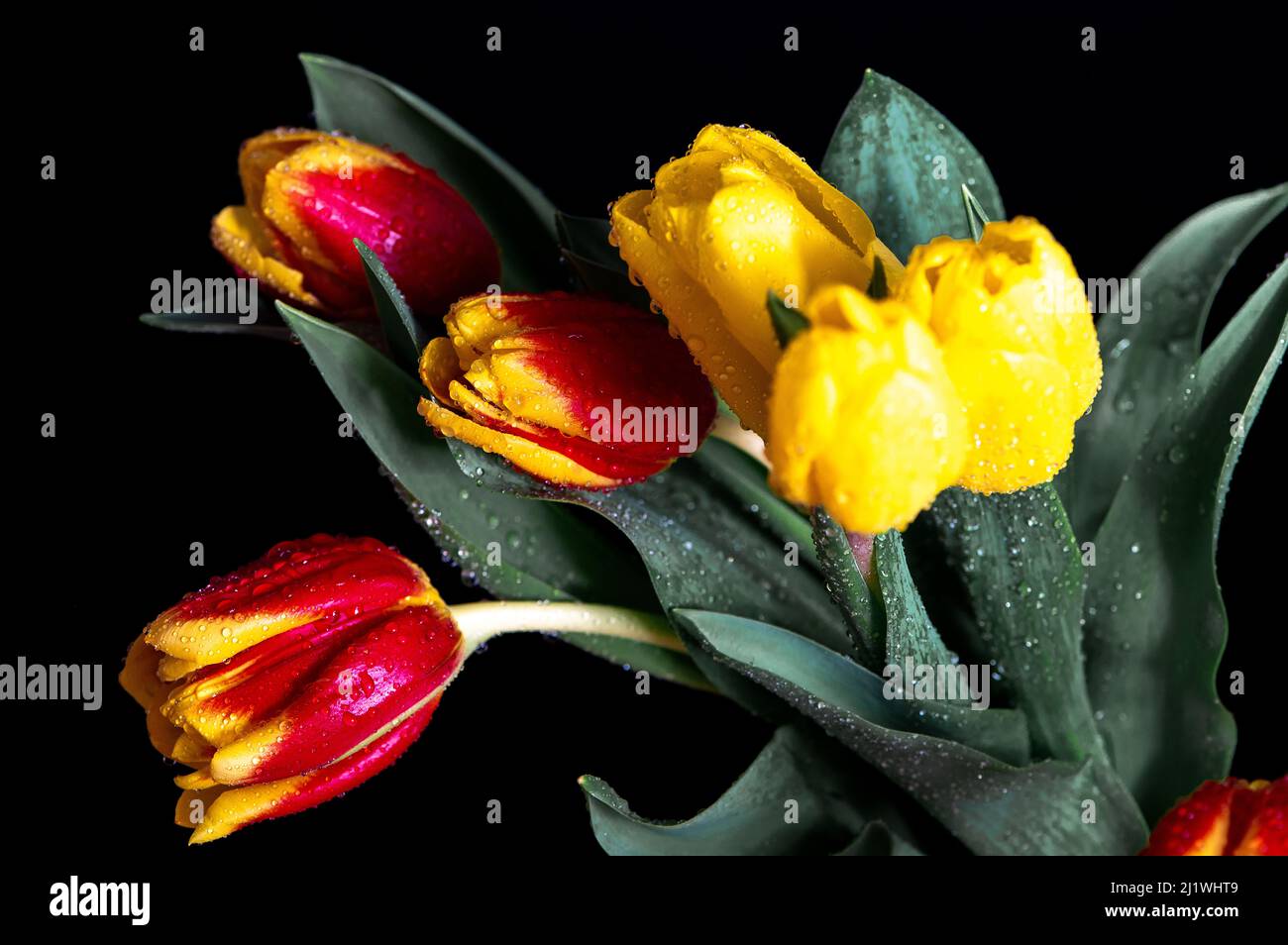 Gelb-rote Tulpen mit Wassertropfen auf schwarzem Studiohintergrund Stockfoto