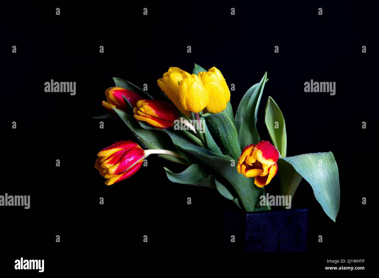 Gelb-rote Tulpen mit Wassertropfen auf schwarzem Studiohintergrund Stockfoto