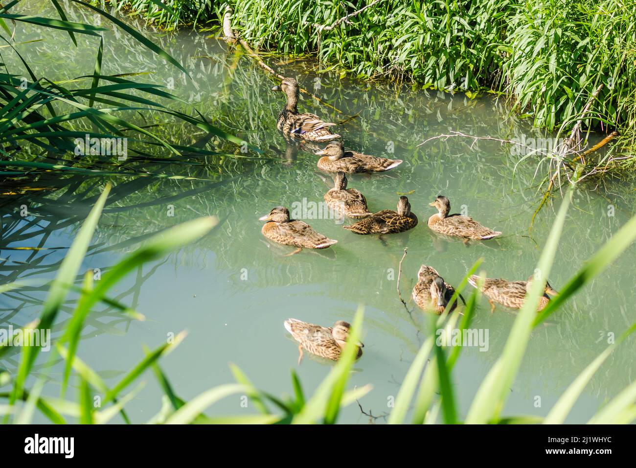 Junge Ente mit Enten, an einem sonnigen Tag, auf dem Wasser des Donau-Zuges in der Nähe von Novi Sad, Serbien. Stockfoto