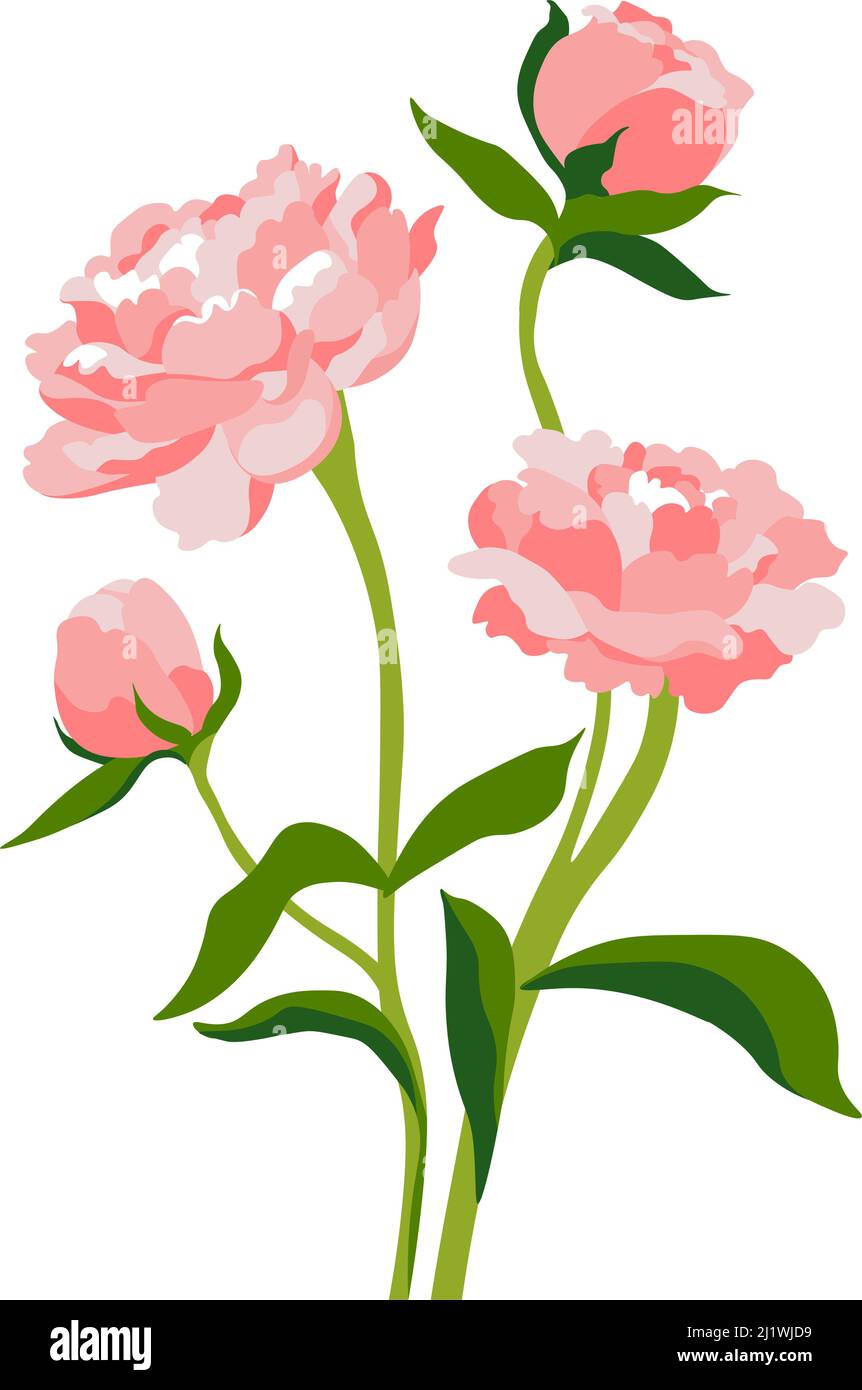 Pion oder Rose in Blüte, Pfingstrose blüht Stock Vektor