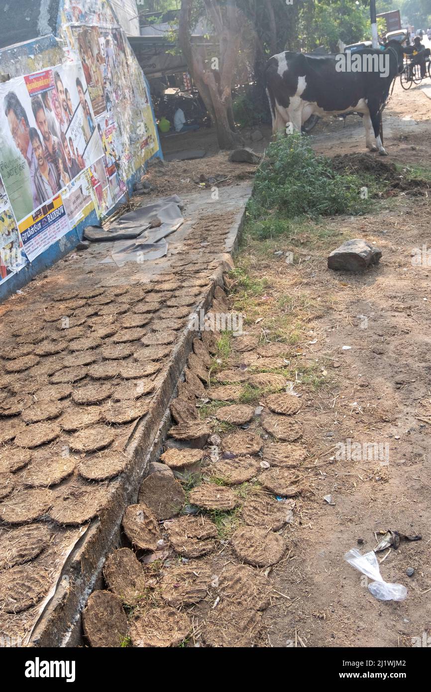 Cow Dung zum Verkauf auf dem Marktplatz in Tiruvannamalai, Tamil Nadu, Indien Dry Cow Dung wird als Brennstoff zum Kochen und Heizen verwendet Stockfoto
