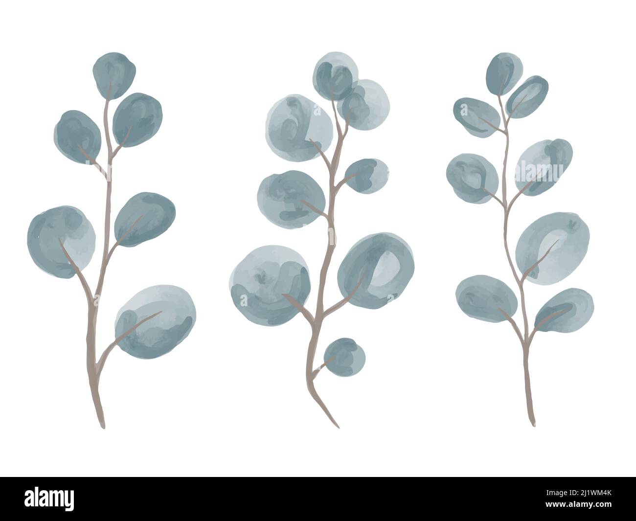 Vector Ein Satz von Aquarell Zweige von runden-blättrigen Silber Eukalyptus. Stock Vektor