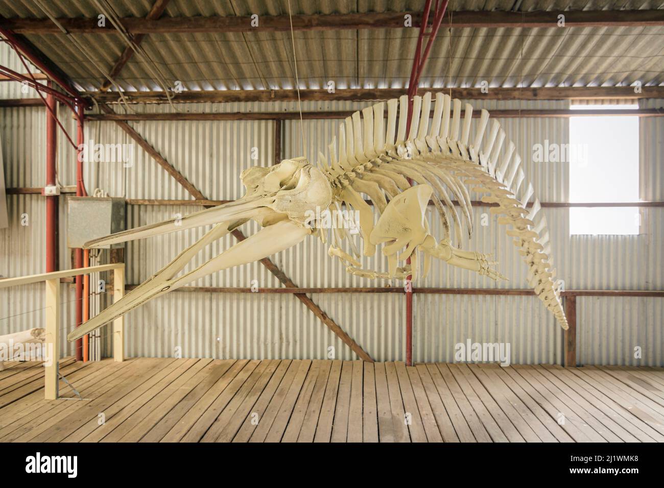 Grays Schnabelskelett-Ausstellung in Albanys historischer Walfangstation in Discovery Bay, Albany, Westaustralien Stockfoto