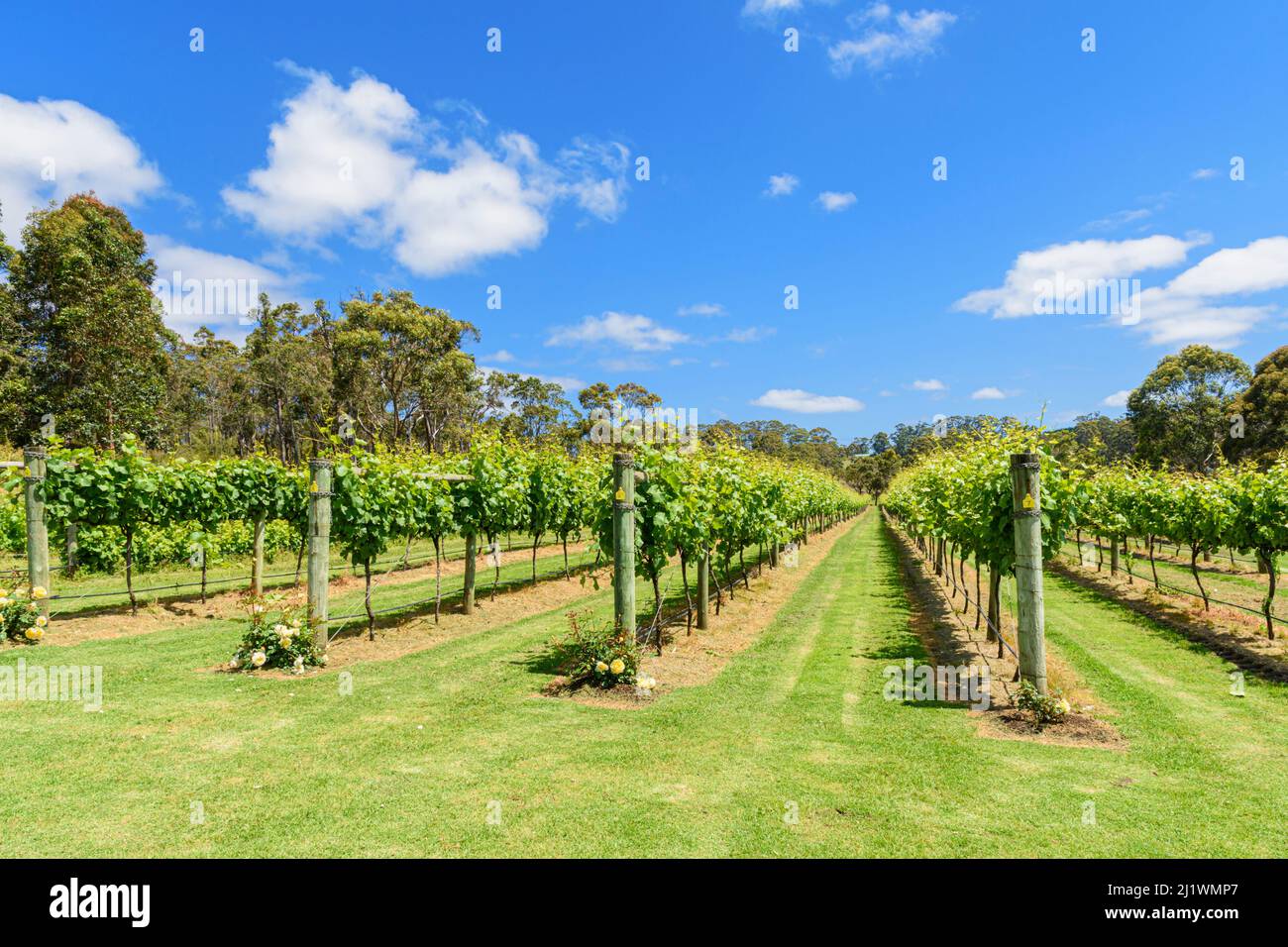 Weinreben am Lake House Denmark in der Great Southern Weinregion von Western Australia, Australien Stockfoto