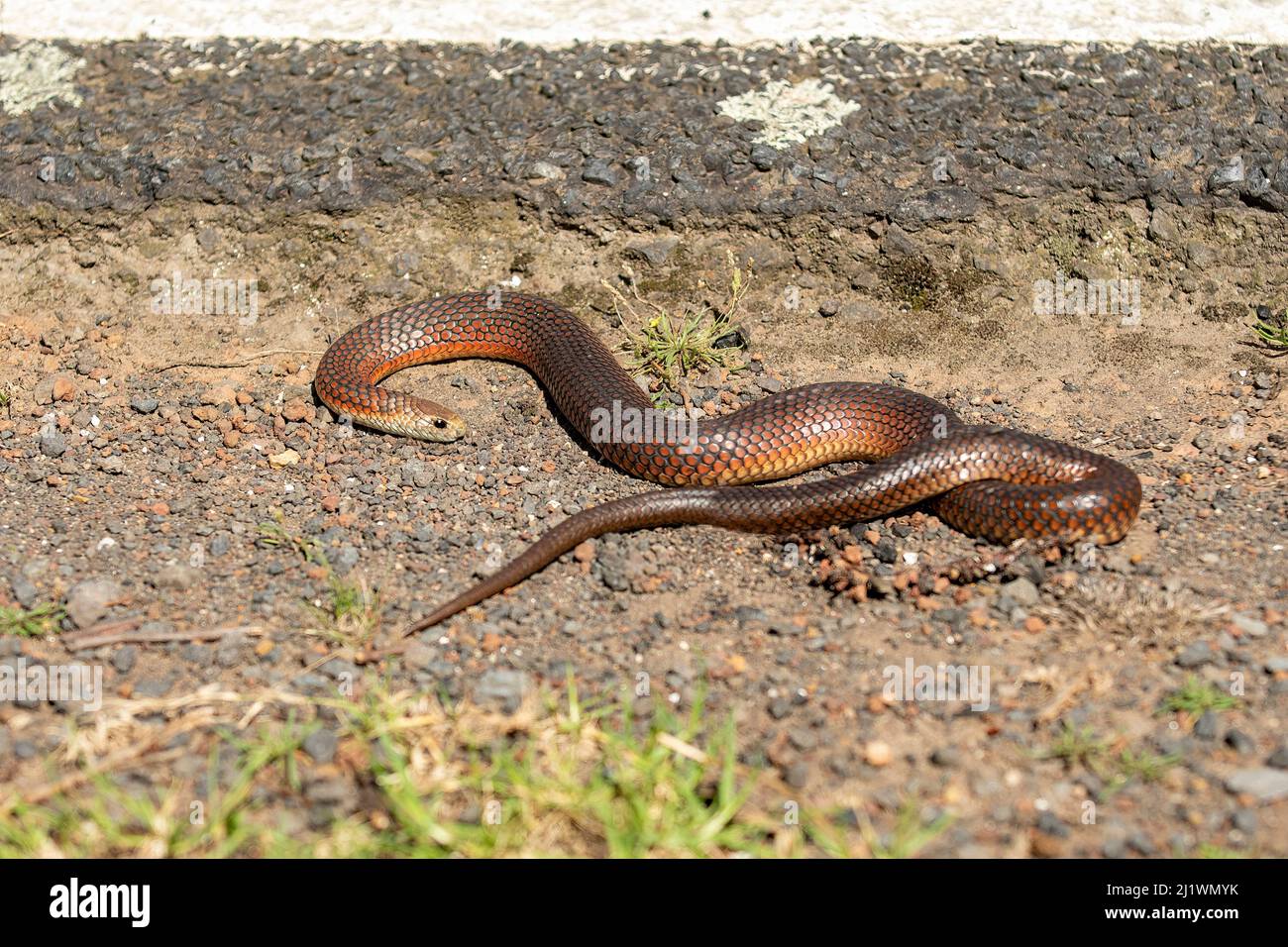 Eastern Brown Snake, Pseudonaja textilis bei Yan Yean, Victoria, Australien Stockfoto