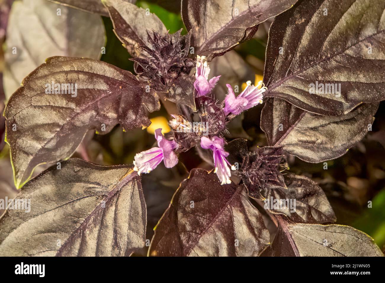 Ocimum basilicum, dunkelopalviolette Basilikum Stockfoto