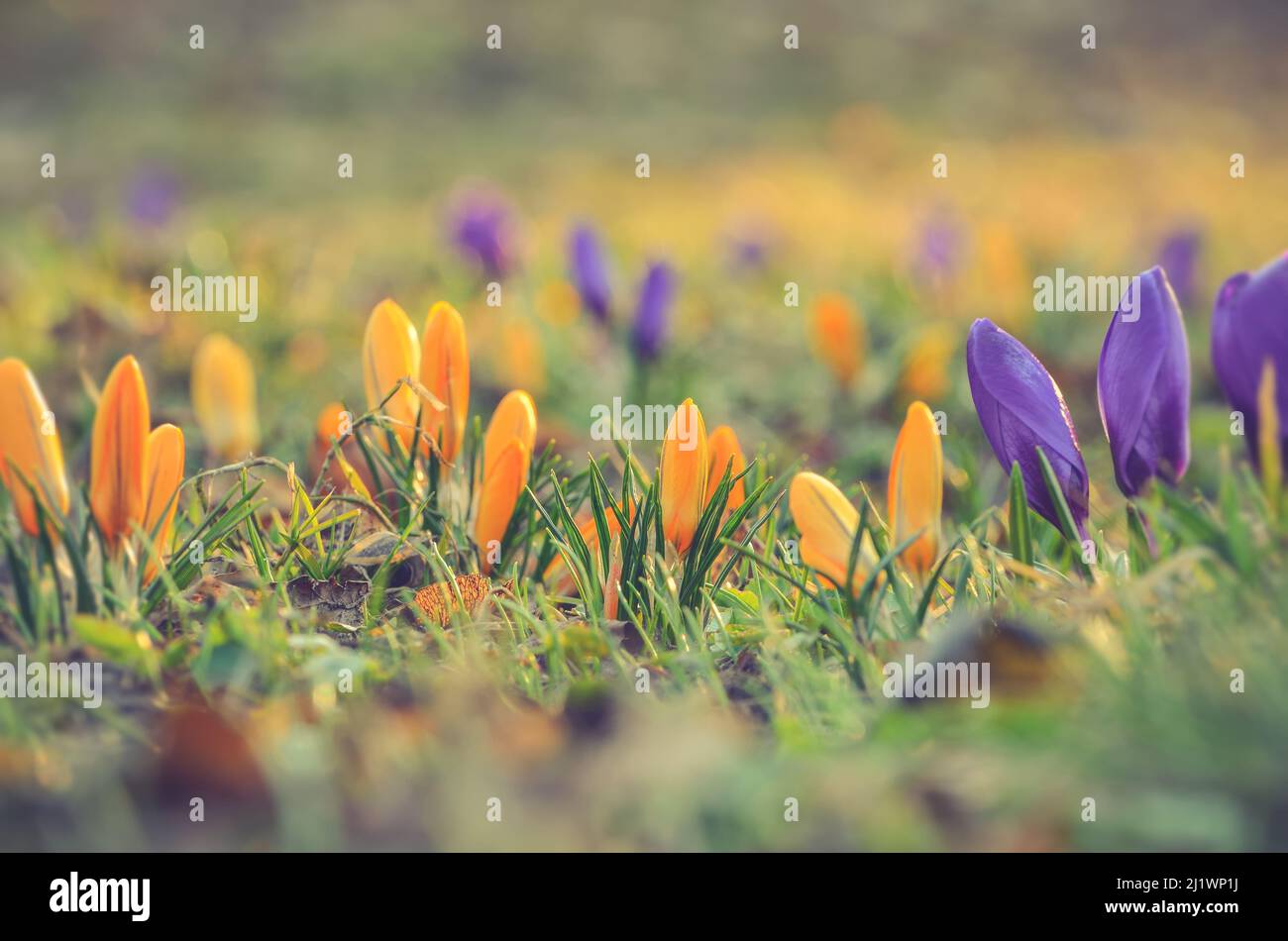Farbenfroher natürlicher Hintergrund mit Blumen. Schöne Krokusse auf einer grünen Lichtung, um den Frühling zu begrüßen. Foto in geringer Schärfentiefe. Stockfoto