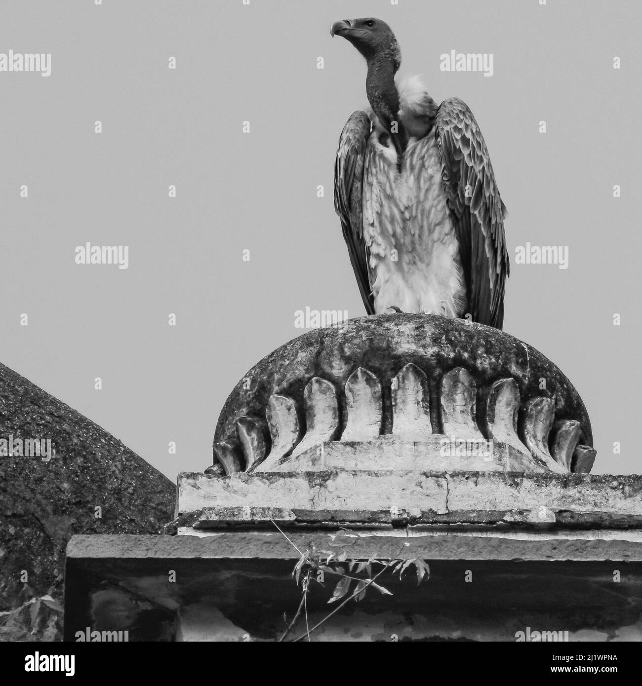 Indischer Geier oder Langschnabelgeier oder Gyps indicus Nahaufnahme oder Porträt bei Royal Cenotaphs (Chhatris) von Orchha, Madhya Pradesh, Indien, Orchha the Stockfoto