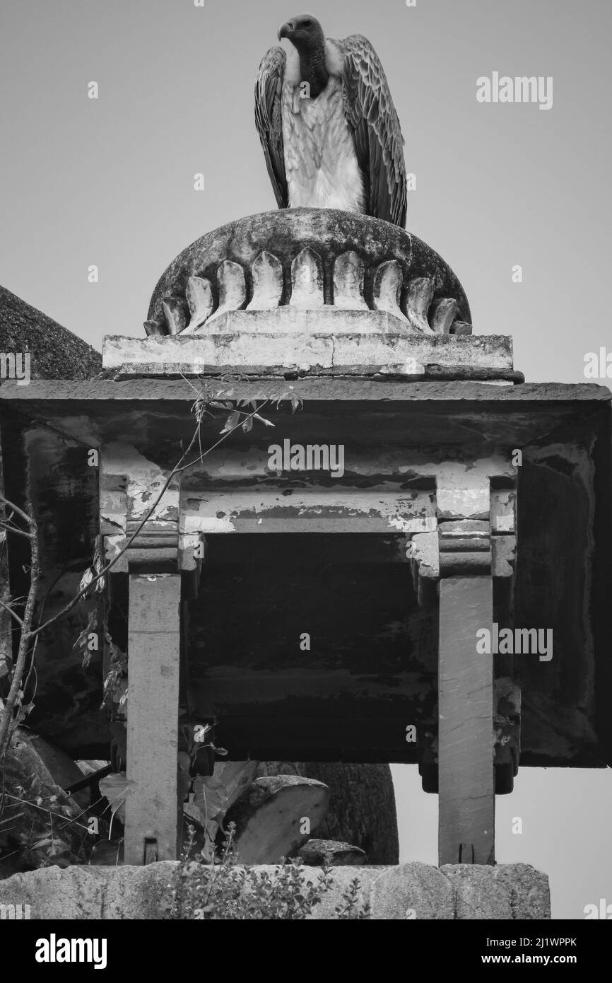 Indischer Geier oder Langschnabelgeier oder Gyps indicus Nahaufnahme oder Porträt bei Royal Cenotaphs (Chhatris) von Orchha, Madhya Pradesh, Indien, Orchha the Stockfoto