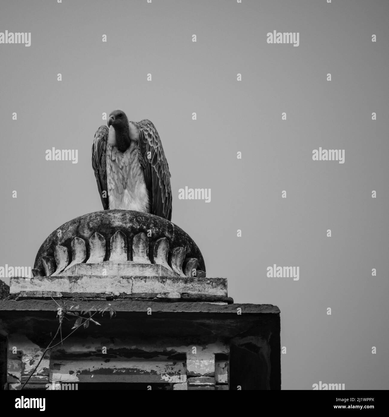 Indischer Geier oder Langschnabelgeier oder Gyps indicus Nahaufnahme oder Porträt bei Royal Cenotaphs (Chhatris) von Orchha, Madhya Pradesh, Indien, Orchha the Stockfoto