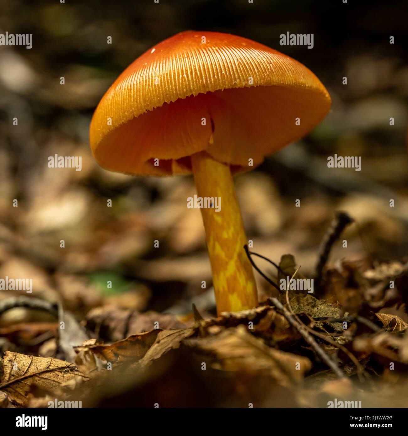 Zerklüftete Oberfläche mit orangener Pilzstruktur auf Waldboden Stockfoto
