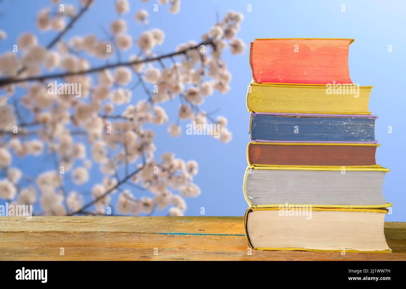 Stapel von Büchern mit verschwommenem blühenden Kirschbaum im Hintergrund, Frühling, Lesen und entspannendem Konzept Stockfoto