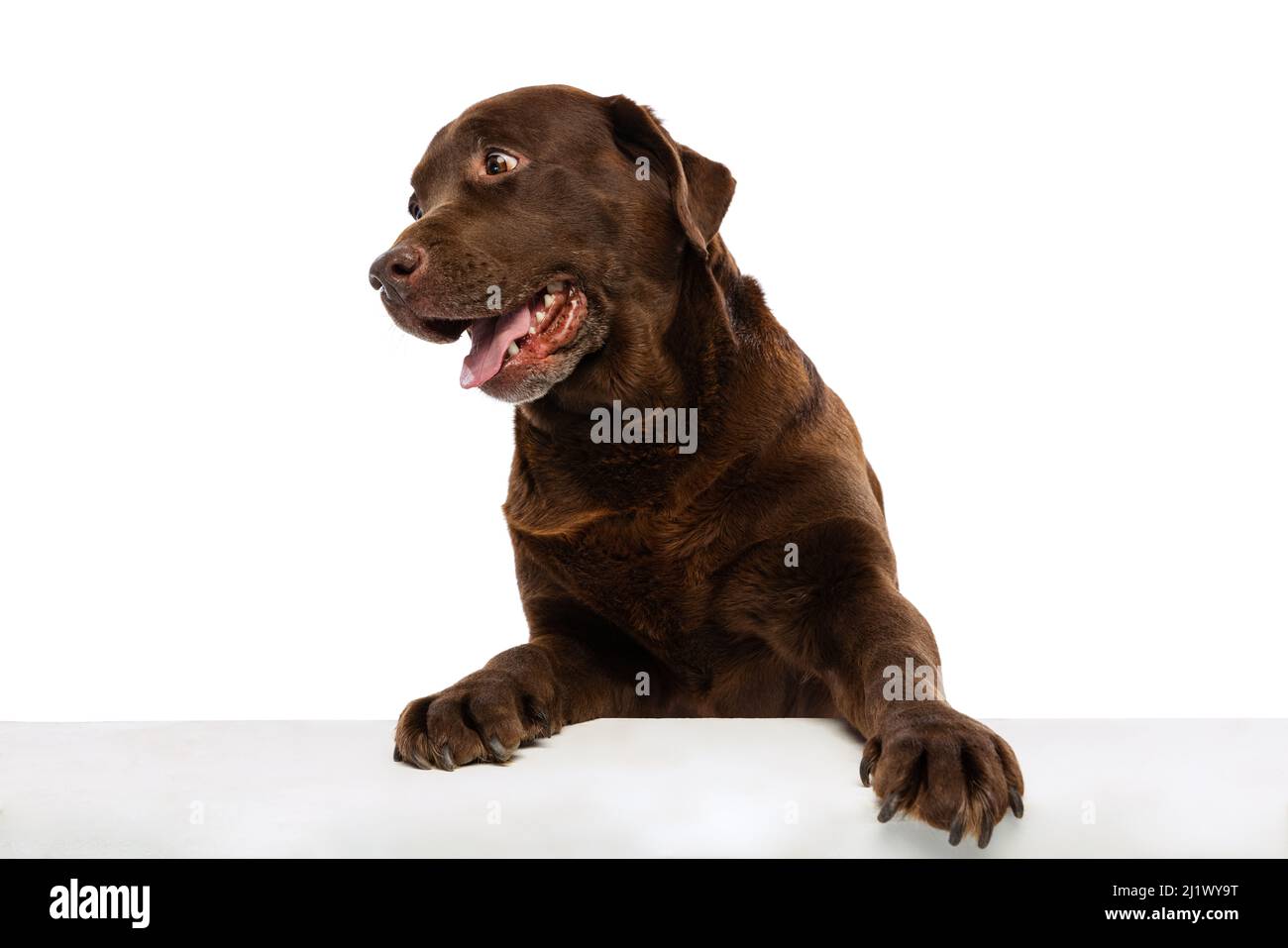 Halblanges Porträt eines schönen Hundes, Schokoladenfarbe labrador posiert isoliert auf weißem Hintergrund. Konzept von Tier, Haustiere, Tierarzt, Freundschaft Stockfoto