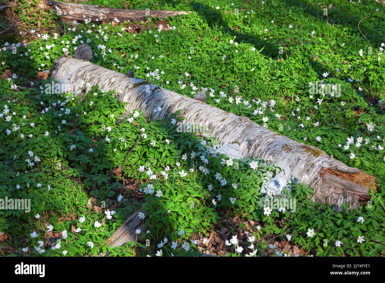 Birkenholz und Holzanemonen im Wald Stockfoto