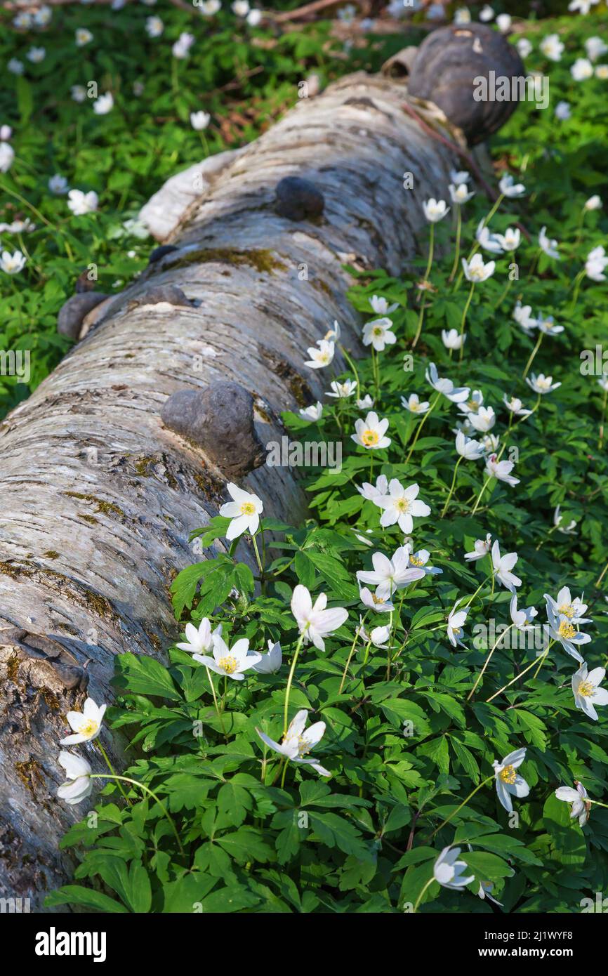 Holzanemonen blühen im Frühling mit einem Baumstamm Stockfoto