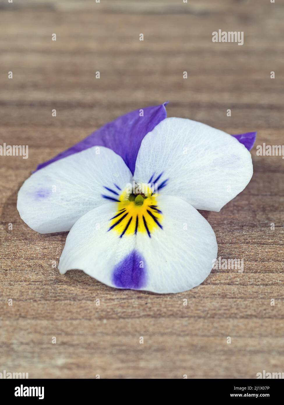 Nahaufnahme der gehörnten violetten (Viola cornuta) Blume auf Holz Stockfoto