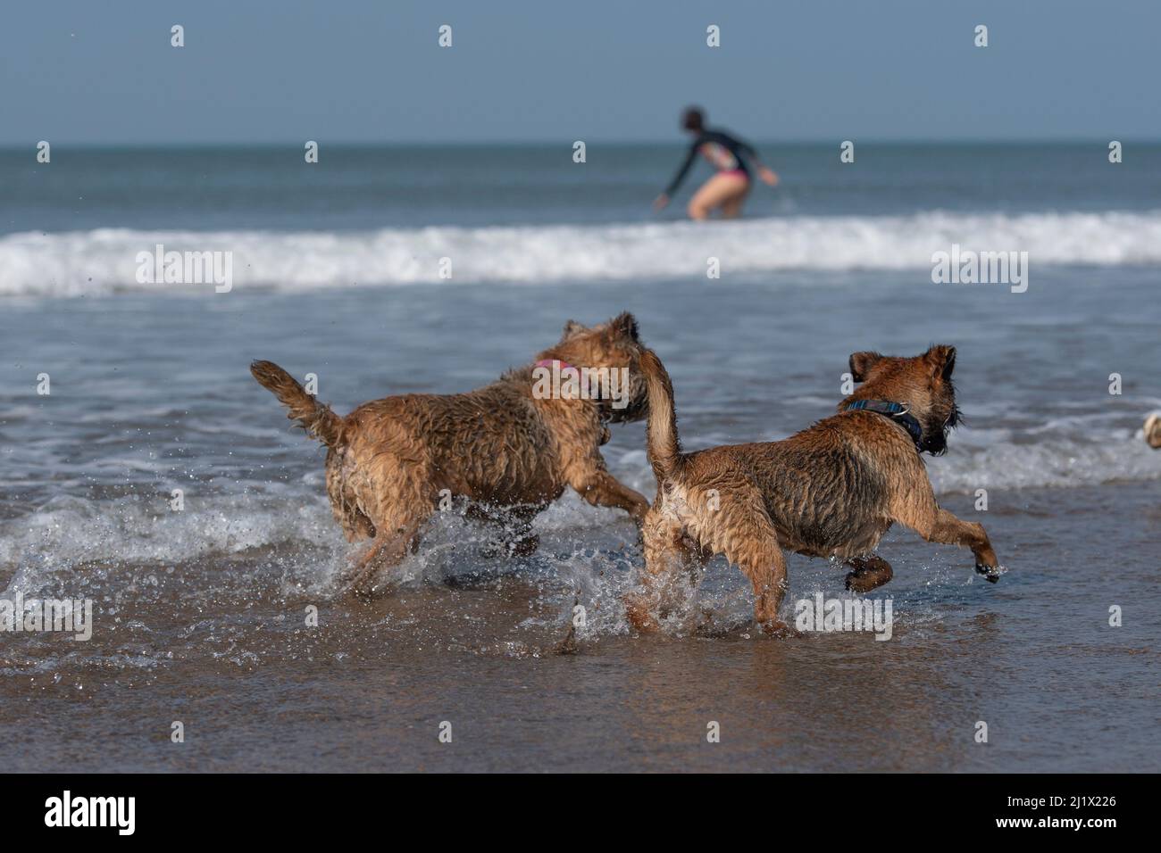 Zwei Border Terrier Hunde im Urlaub am Strand Stockfoto