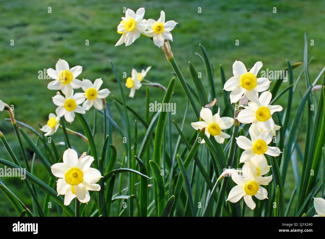 Daffodil (Narcissus) tazetta Minnow Stockfoto