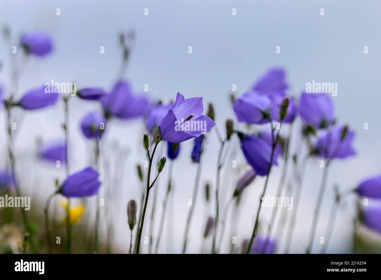 Harebell-Blüten Campanula rotundifolia wächst auf den Great Ormes Kopf Nord-Wales Großbritannien Stockfoto