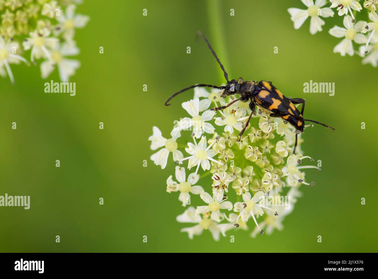 Vierbanderkäfer - Leptura quadrifasciata, kleiner schöner Käfer aus europäischen Wiesen und Weiden, Tschechien. Stockfoto