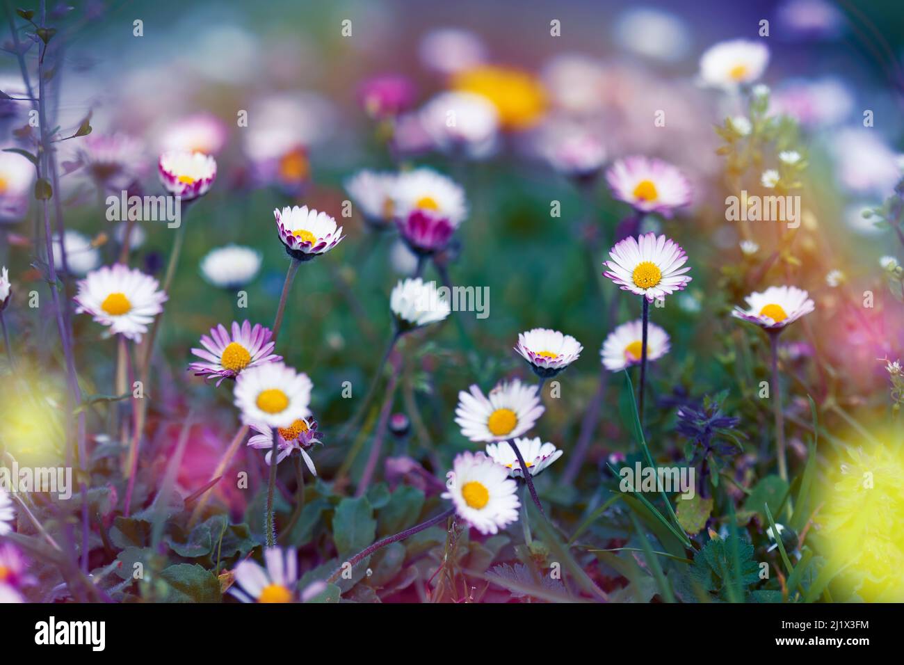 Strauß Gänseblümchen auf dem Feld mit Fantasiefarben. Platz für Kopie. Naturkonzept. Stockfoto