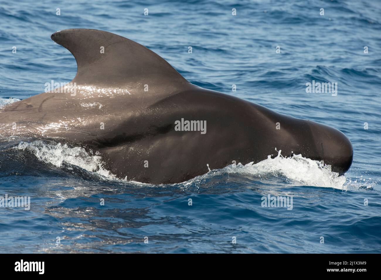 Pilotwal (Globicephala macorhynchus) an der Oberfläche vor dem Tauchen, Teneriffa, Kanarische Inseln. Stockfoto