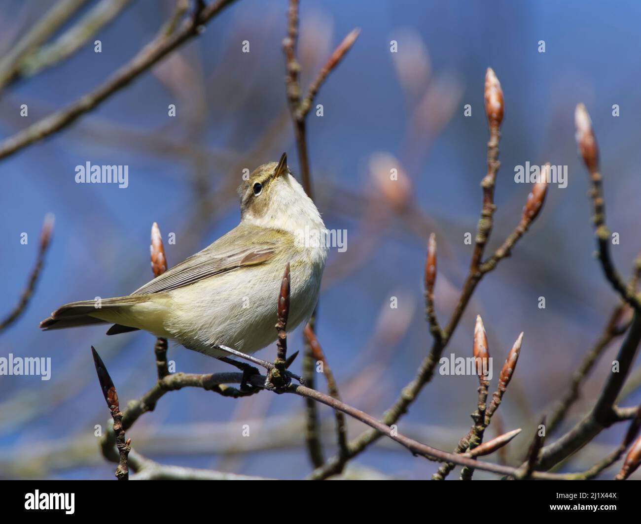 Chiffchaff (Phylloscopus collybita) singt, während er in einem Buchenbaum (Fagus sylvatica) mit ungeöffneten Blattknospen in einem Garten sitzt, Wiltshire, Großbritannien, März. Stockfoto
