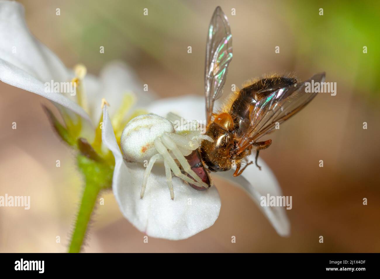 Blütenkrabbenspinne (Misumena vatia) Weibchen mit Schwebefliegenbeute auf Saxifraga Flower, Bristol, Großbritannien. April Stockfoto