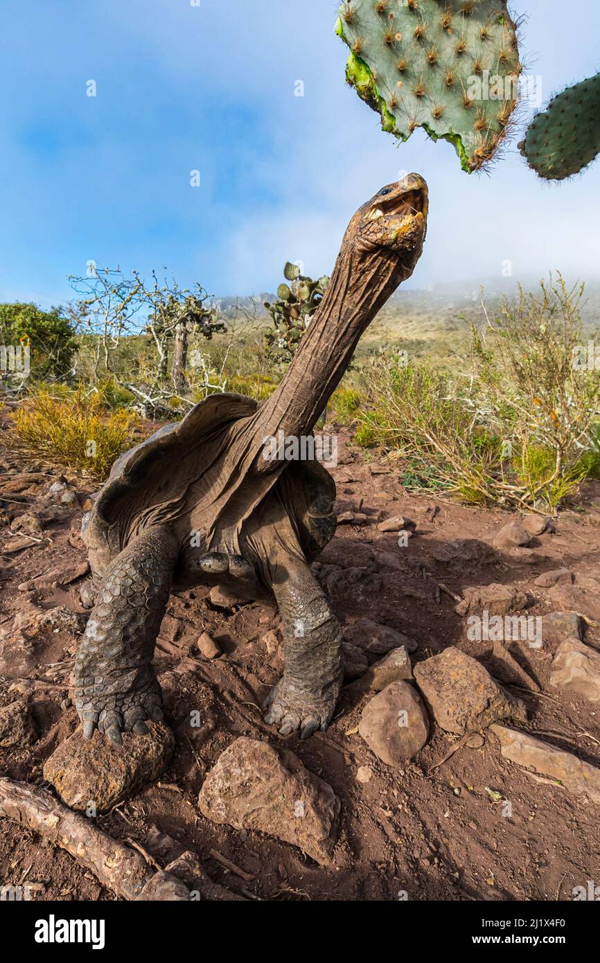 Pinzon-Riesenschildkröte (Chelonoidis duncanensis), typisch für eine aride Insel, mit langen Hälsen und einer erhöhten Schale, die es ihnen ermöglicht, weiter zu surfen Stockfoto