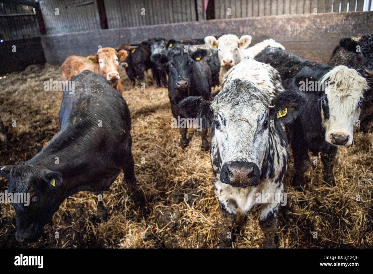 Rindervieh in einem Kuhstall Stockfoto