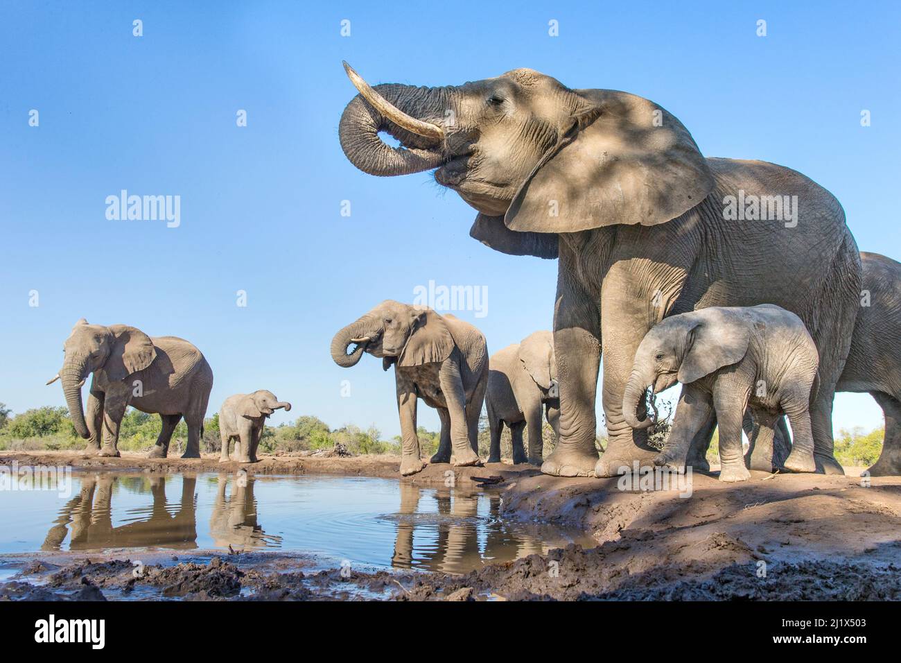 Afrikanische Elefantenherde (Loxodonta africana) trinken an einem Wasserloch, Mashatu Game Reserve, Botswana. Juni. Stockfoto
