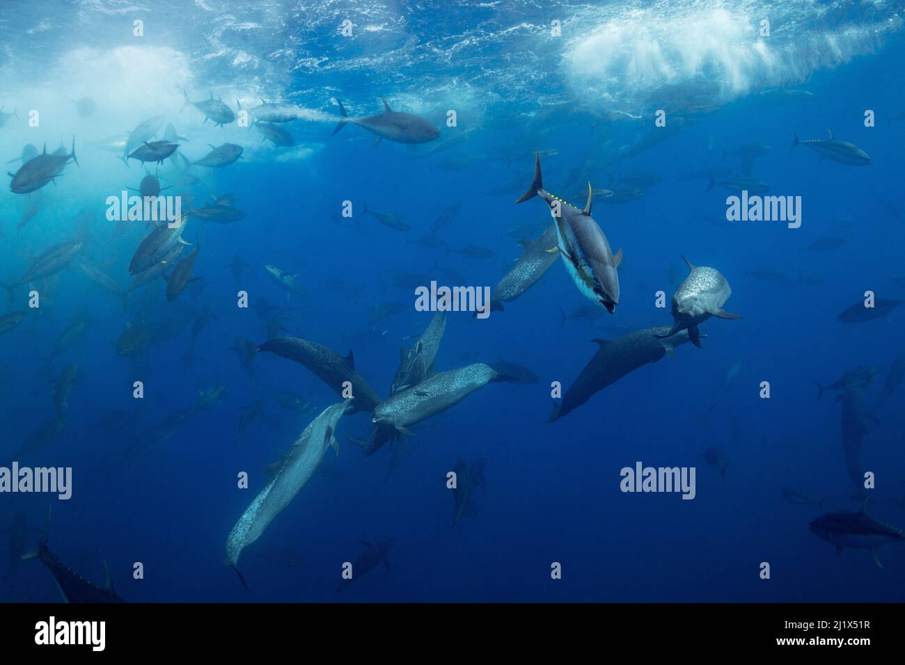 Gelbflossen-Thunfisch (Thunnus albacares) und Pantropical-Delfine (Stenella attenuata), die sich an Köderfischen ernähren, Pazifischer Ozean vor dem Süden Costa Ricas. Stockfoto