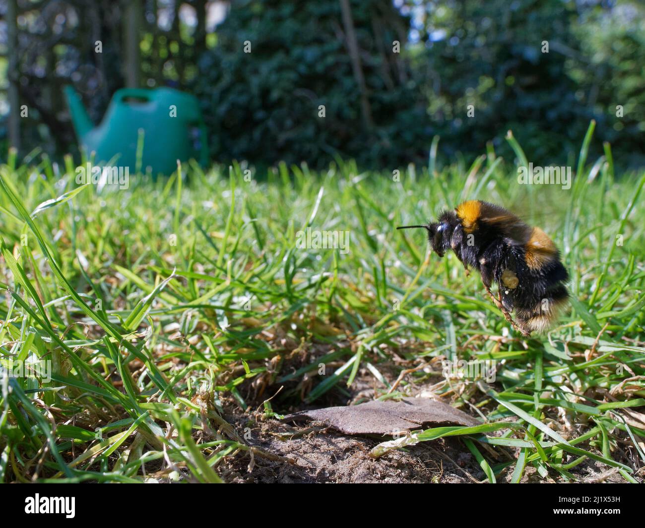 Die Hummelkönigin (Bombus terrestris) landet auf ihrem Nestbau auf einem Gartenrasen mit geladenen Pollenbeuteln, um ihnen Maden zu bieten, die sie auch werden Stockfoto