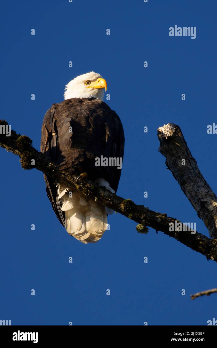 Weißkopfseeadler (Haliaeetus leucocephalus), Aumsville Ponds County Park, Oregon Stockfoto