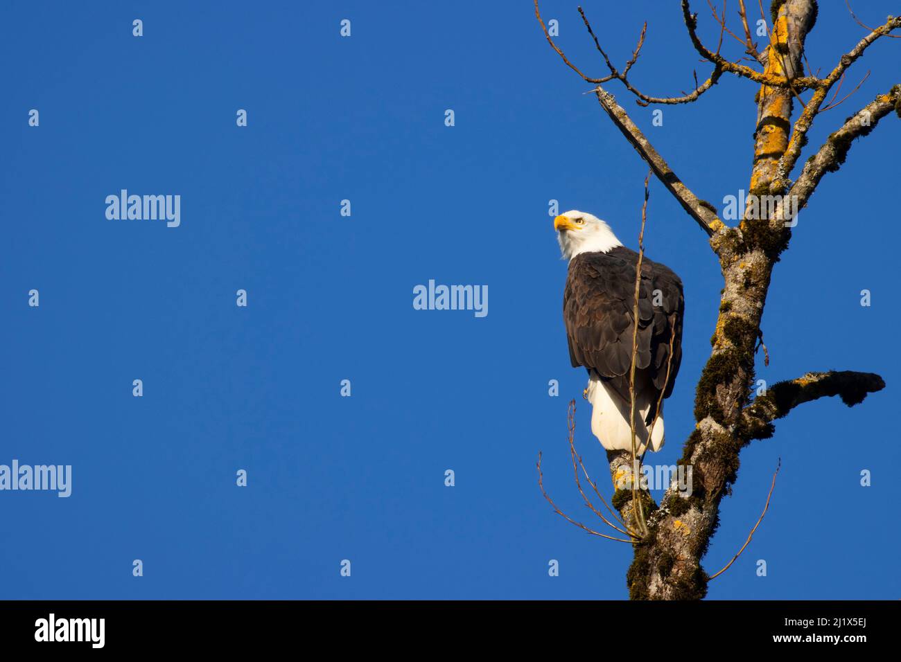 Weißkopfseeadler (Haliaeetus leucocephalus), Aumsville Ponds County Park, Oregon Stockfoto