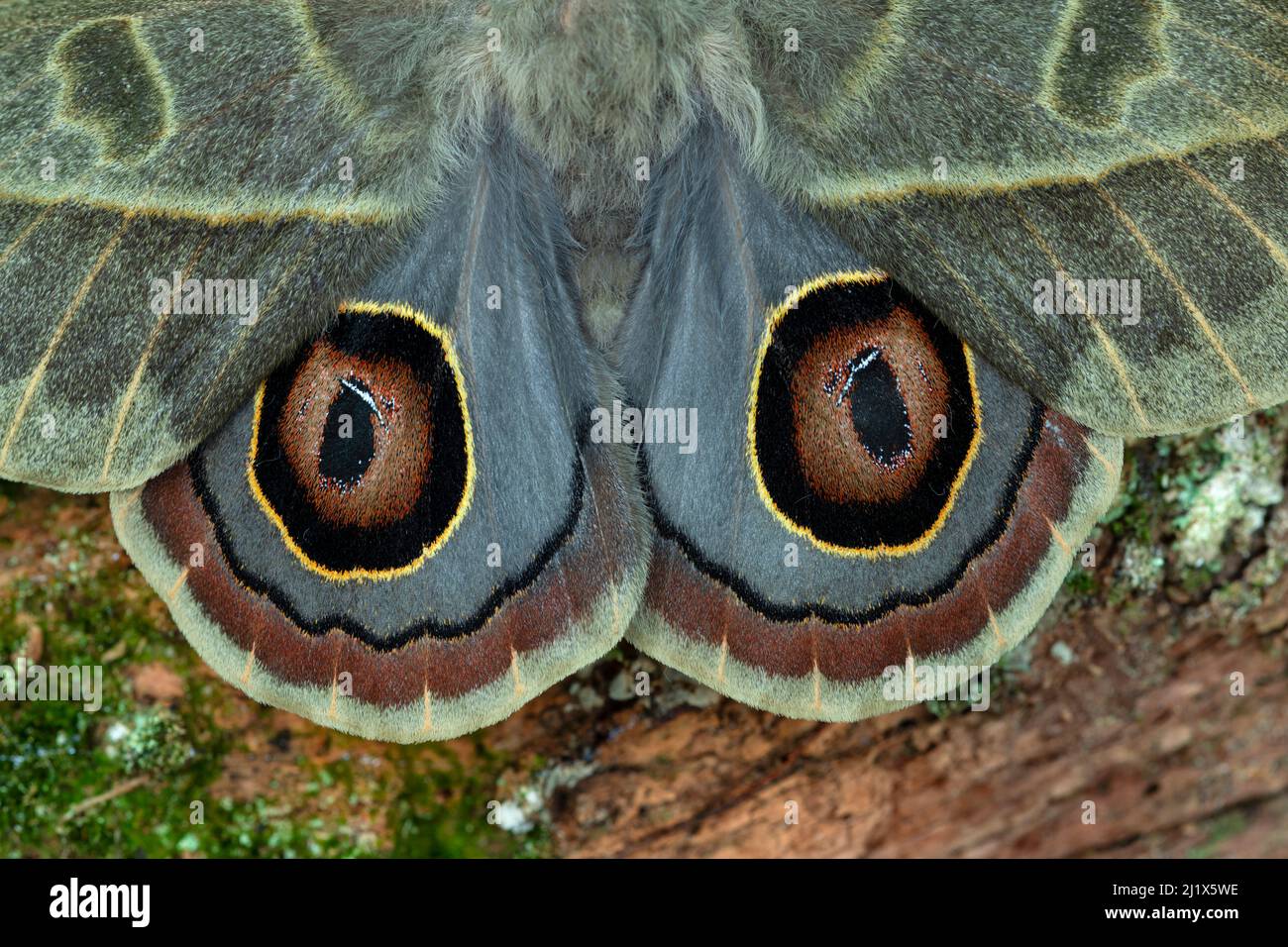 Saturniidmotte (Leucanella hosmera), Provinz Chiriqui, Panama, Südamerika Stockfoto